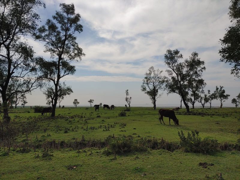 cows on the guliakhali sea beach