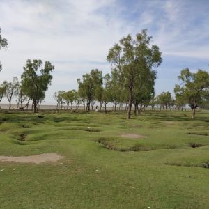 natural beaty of guliakhali sea beach