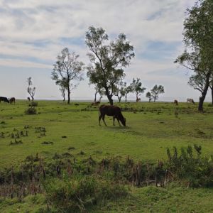 cows on the guliakhali beach