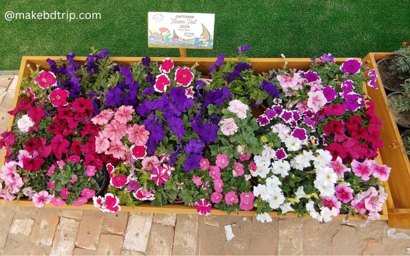 multi colour flowers at dc flower park