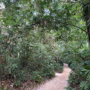 lawachara national park natural scene