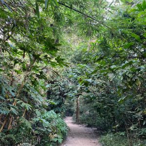 lawachara national park natural view