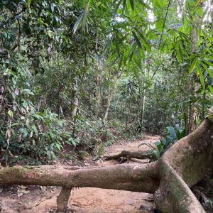 lawachara national park view