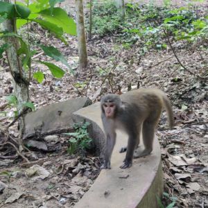 monkey at lawachara national park