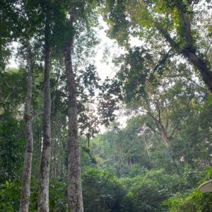 lawachara national park view