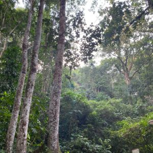 lawachara national park view