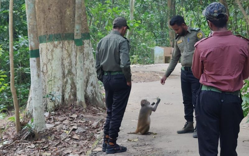 lawachara national park guard feeding to monkey