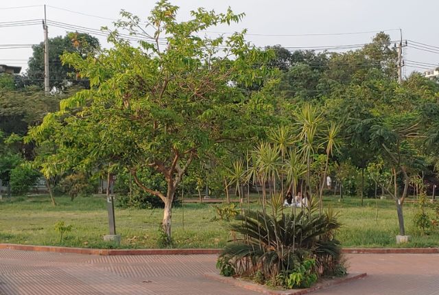 natural view at park area