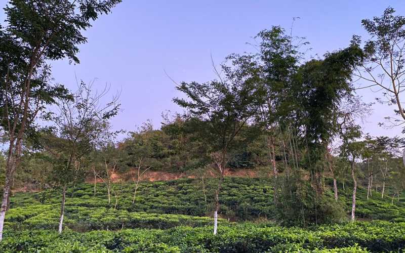 sreemangal tea garden view