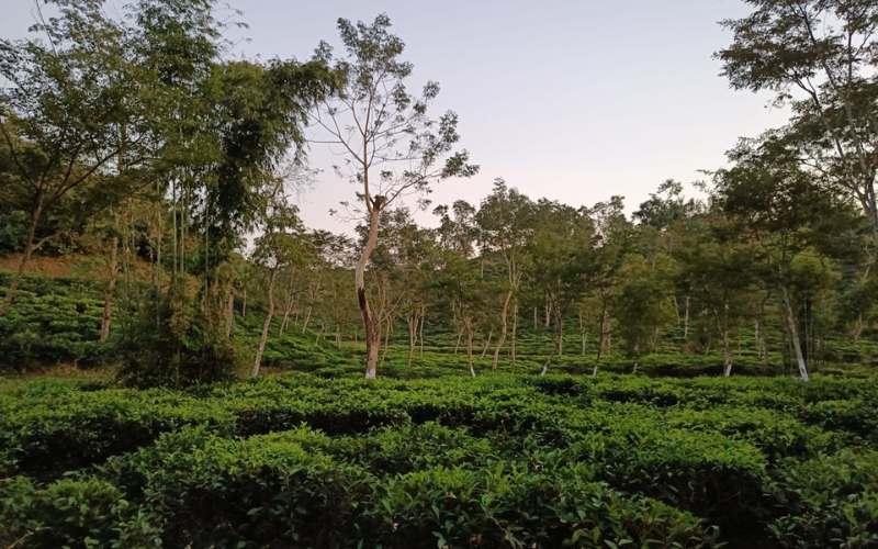 sreemangal tea garden scene