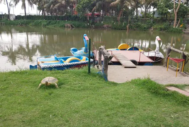 boats are at butterfly park