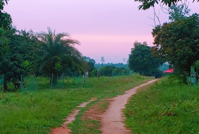 park natural view