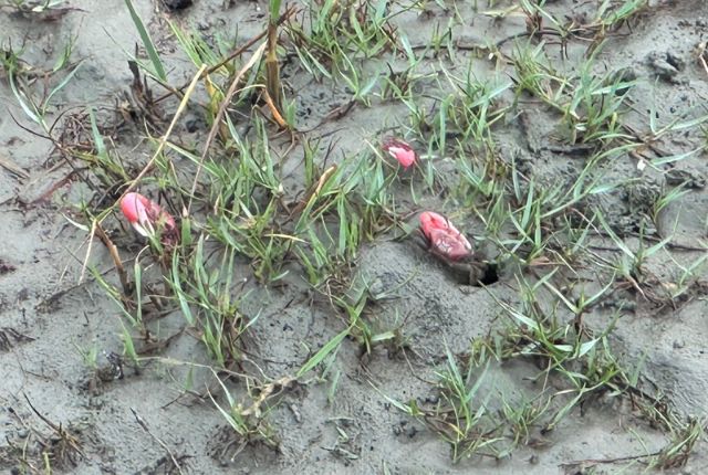 red crabs at kattali sea beach