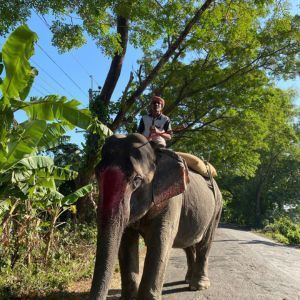 elephant at lawachara national park