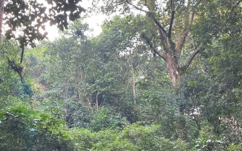 lawachara national park natural view