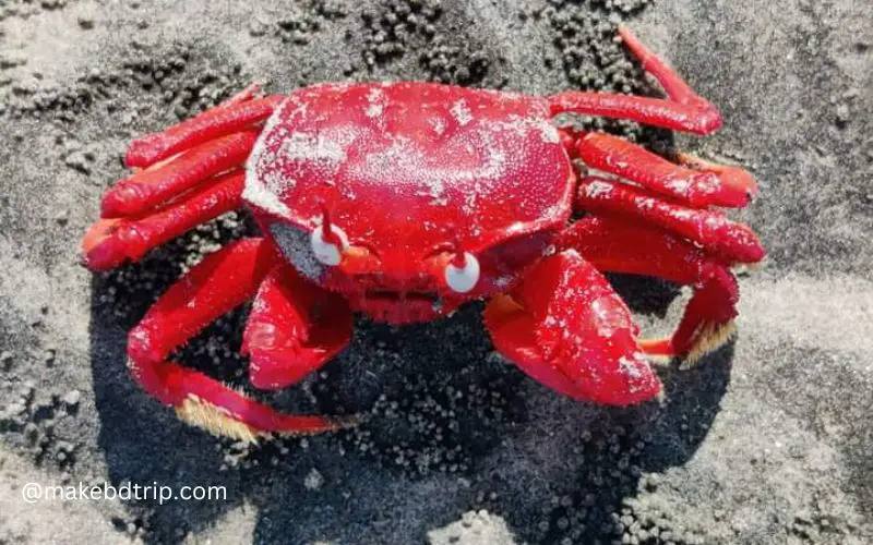 red crab at kuakata sea beach