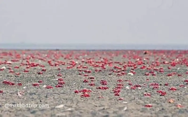 red crabs are roaming at the kuakata sea beach