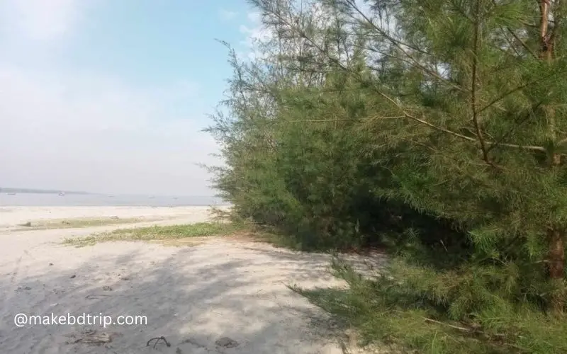 zhou forest at the kuakata beach