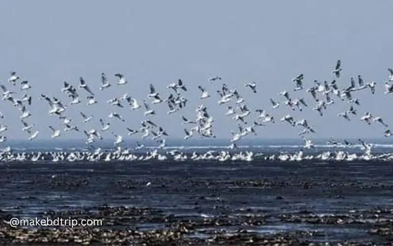 migratory birds are flying over the kuakata sea beach