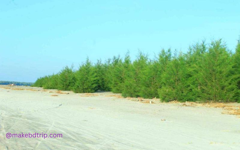 jhou forest at kuakata beach